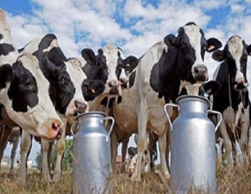 vacas producao leite