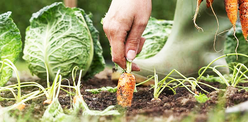 agron15-agricultura-familiar