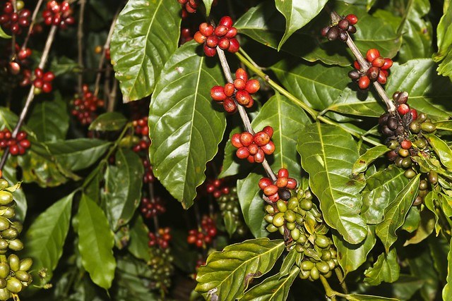 café-embrapa