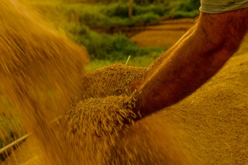 Fuja das Bets: pessoas físicas poderão investir no Finapop, financiamento que auxilia cooperativas da reforma agrária